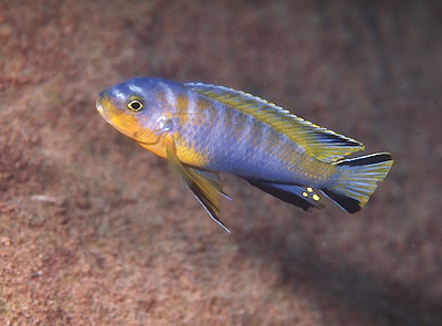 Chindongo cyaneus 'Chinyamwezi Island'